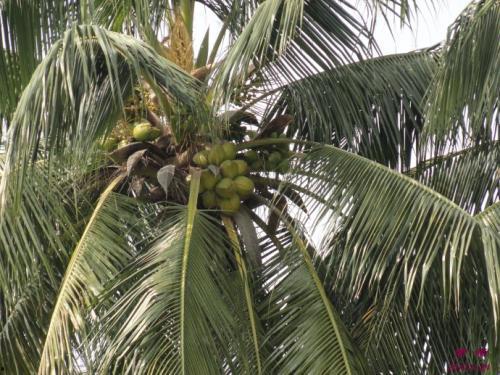 娱乐吃瓜酱椰树,娱乐吃瓜酱椰树，带你领略热带风情